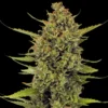 Acapulco Gold Feminized Strain