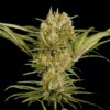 Amnesia Haze Feminized Strain