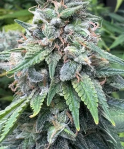 Bubble Gum Feminized Strain