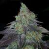 Chiesel Autoflowering Strain