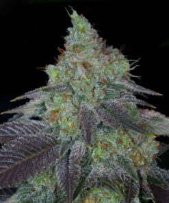 Chiesel Autoflowering Strain