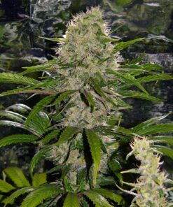 Critical Mass Feminized Strain