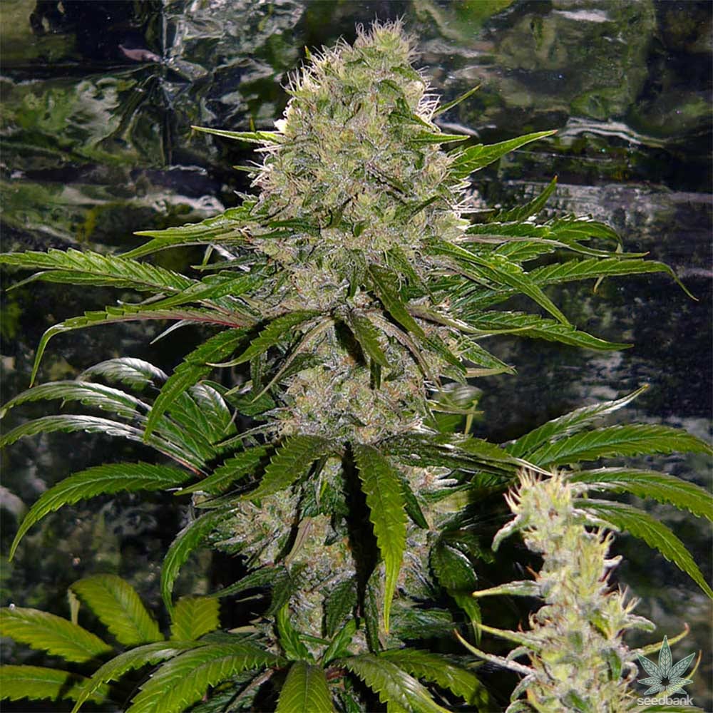 Critical Mass Feminized Strain