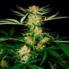 Early Queen Feminized Strain