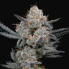Gary Payton Feminized Strain