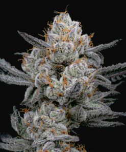 Gary Payton Feminized Strain