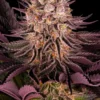 Grape Muerte Autoflowering Strain