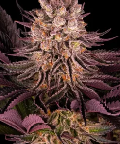 Grape Muerte Autoflowering Strain