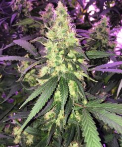 Jack 47 Autoflowering Strain