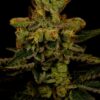Master Kush Feminized Strain