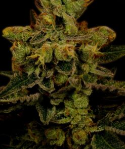 Master Kush Feminized Strain