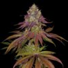 Mimosa Feminized Strain