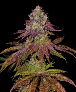 Mimosa Feminized Strain