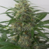 Moby Dick Autoflowering Strain