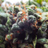 Orange Bud Feminized Strain
