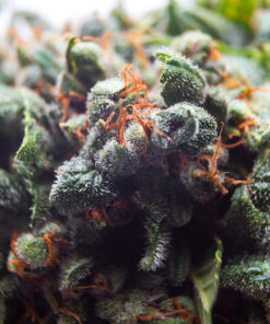 Orange Bud Feminized Strain