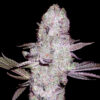 Runtz Feminized Strain