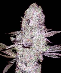 Runtz Feminized Strain