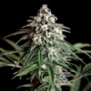 Super Silver Haze Cannabis Strain