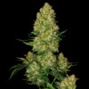 Super Skunk Feminized Strain
