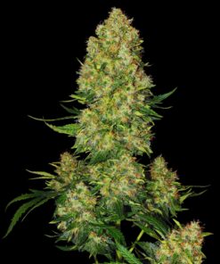 Super Skunk Feminized Strain