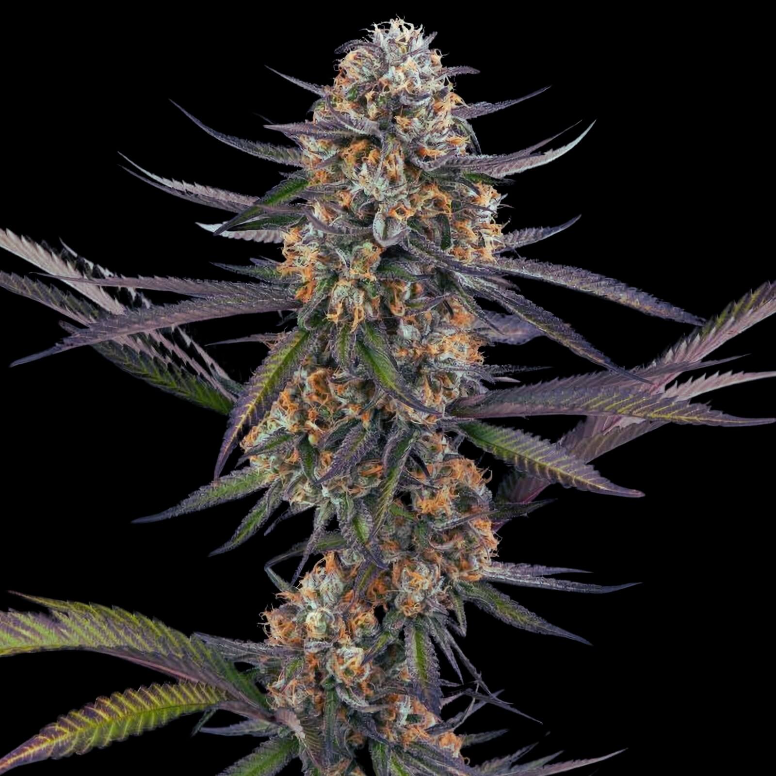 Thai Feminized Strain