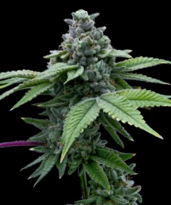 Santa Maria Feminized Strain