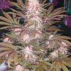 Alaskan Thunder Fuck Feminized Strain