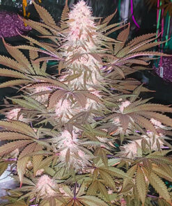 Alaskan Thunder Fuck Feminized Strain