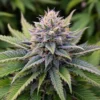 Amnesia Haze Autoflowering Strain