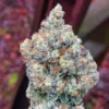 Apple Fritter Feminized Strain