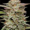 Banana Feminized Strain