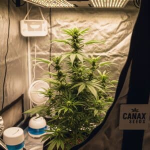 Best Beginner Cannabis Strains to Grow Indoors: Easy Options for New Growers