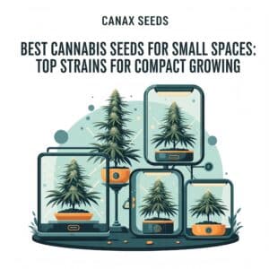 Best Cannabis Seeds for Small Spaces: Top Strains for Compact Growing