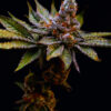 Birthday Cake Feminized Strain