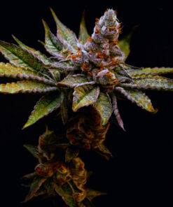 Birthday Cake Feminized Strain