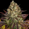 Biscotti Feminized Strain