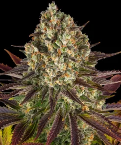 Biscotti Feminized Strain