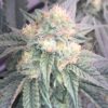 Black Cherry Gelato Feminized Strain