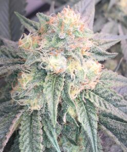 Black Cherry Gelato Feminized Strain