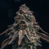Black Runtz Feminized Strain