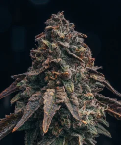 Black Runtz Feminized Strain