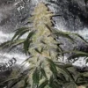 Blue Cheese Autoflowering Strain