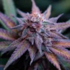 Blue Dream Feminized Strain