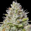 Blue Gelato 41 Feminized Strain