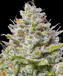 Blue Gelato 41 Feminized Strain