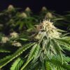 Blue Mammoth Autoflowering Strain