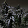 Blue Sunset Sherbet Feminized Strain