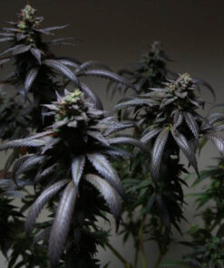 Blue Sunset Sherbet Feminized Strain