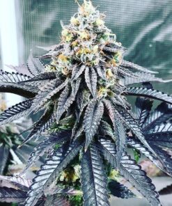 Bubba Kush Feminized Strain